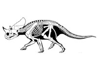 Brachiceratopo