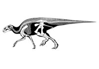 Brachilofosauro
