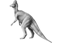 Coritosauro